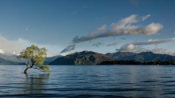 A lone tree growing in a lake with mountains in the background.