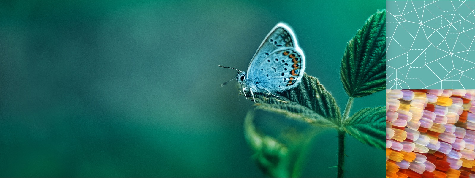 抽象的なオーバーレイでコケに着陸する蝶。