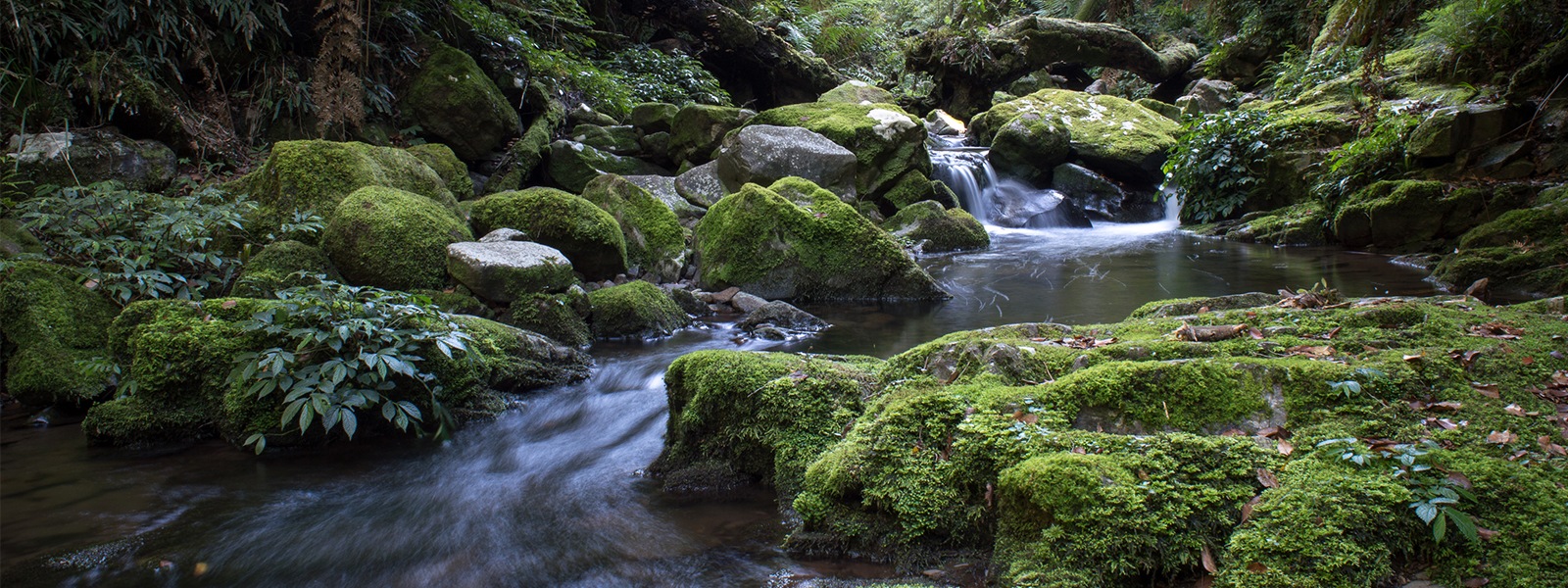 森林中溪流流过岩石的美景。