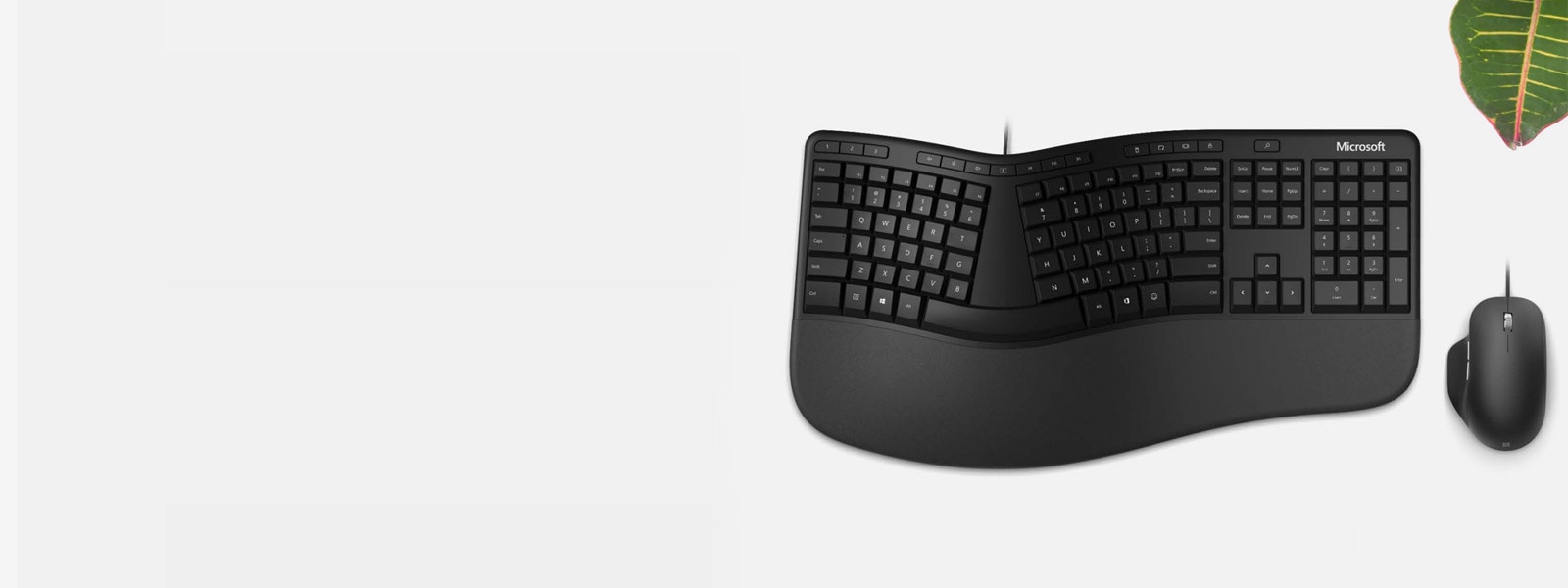 Клавиатура и мышь из серии Microsoft Ergonomic на столе рядом с растением
