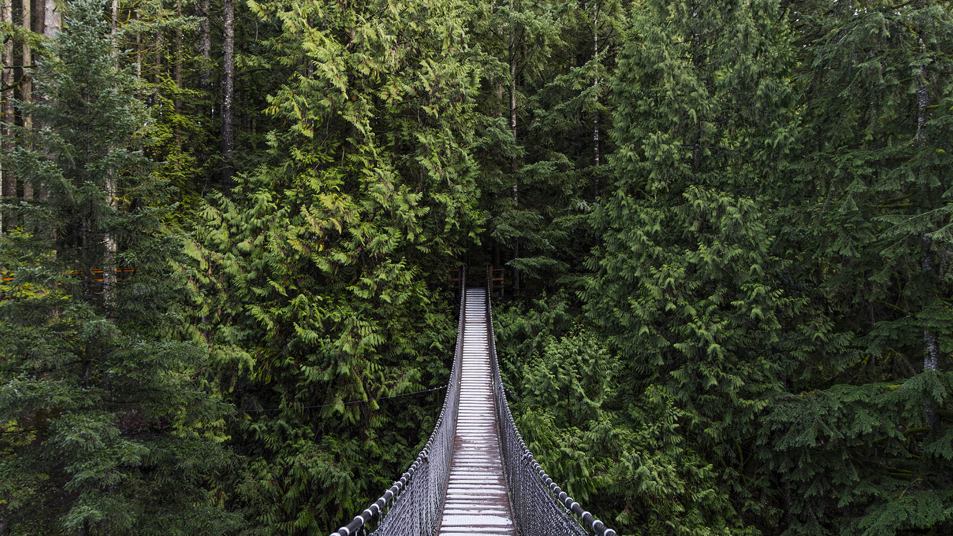 2020卡佩兰奴吊桥公园-旅游攻略-门票-地址-问答-游记点评，温哥华旅游旅游景点推荐-去哪儿攻略