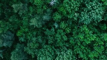 Aerial view of forest trees.