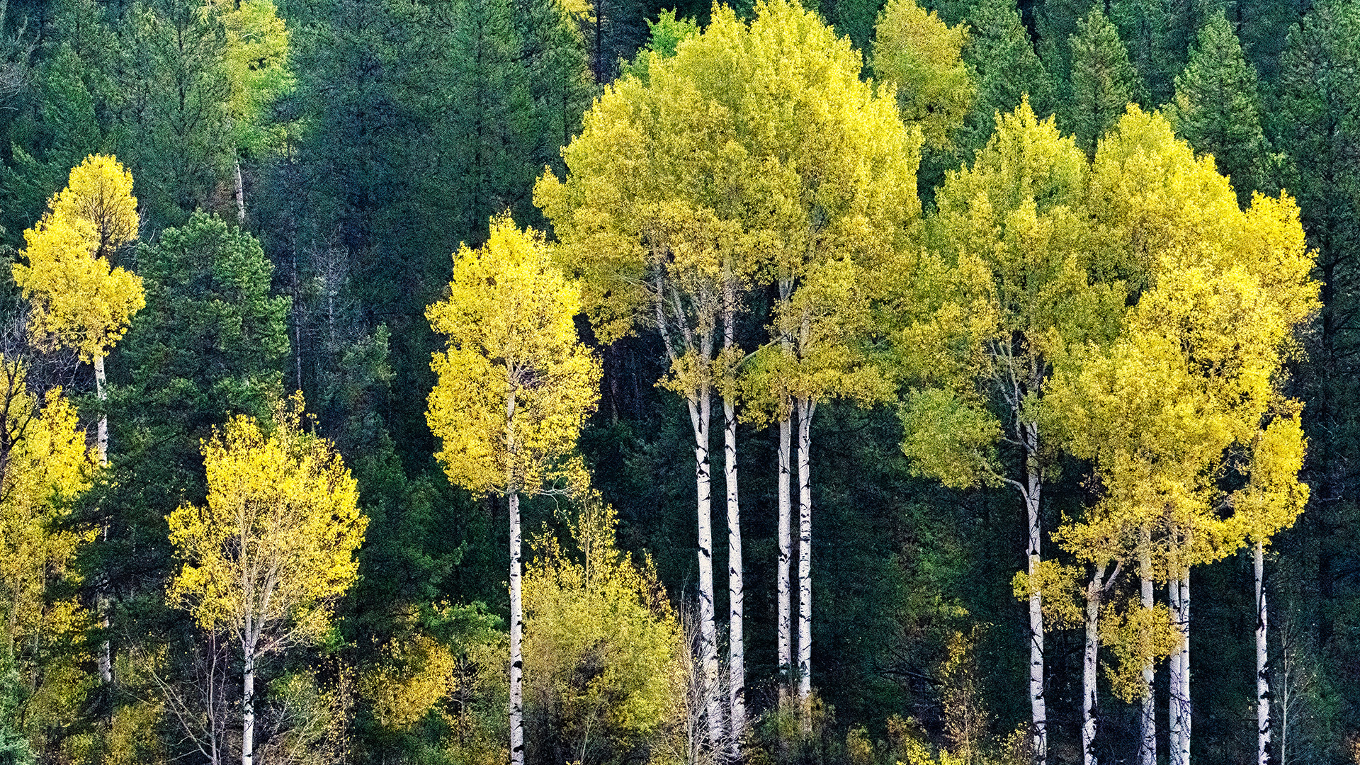 怀俄明州，大提顿山国家公园中的白杨树-www.todaybing.com 必应壁纸 必应美图