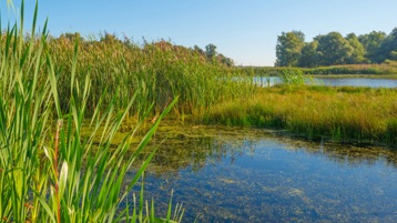 The shore of a freshwater lake with tall grass.