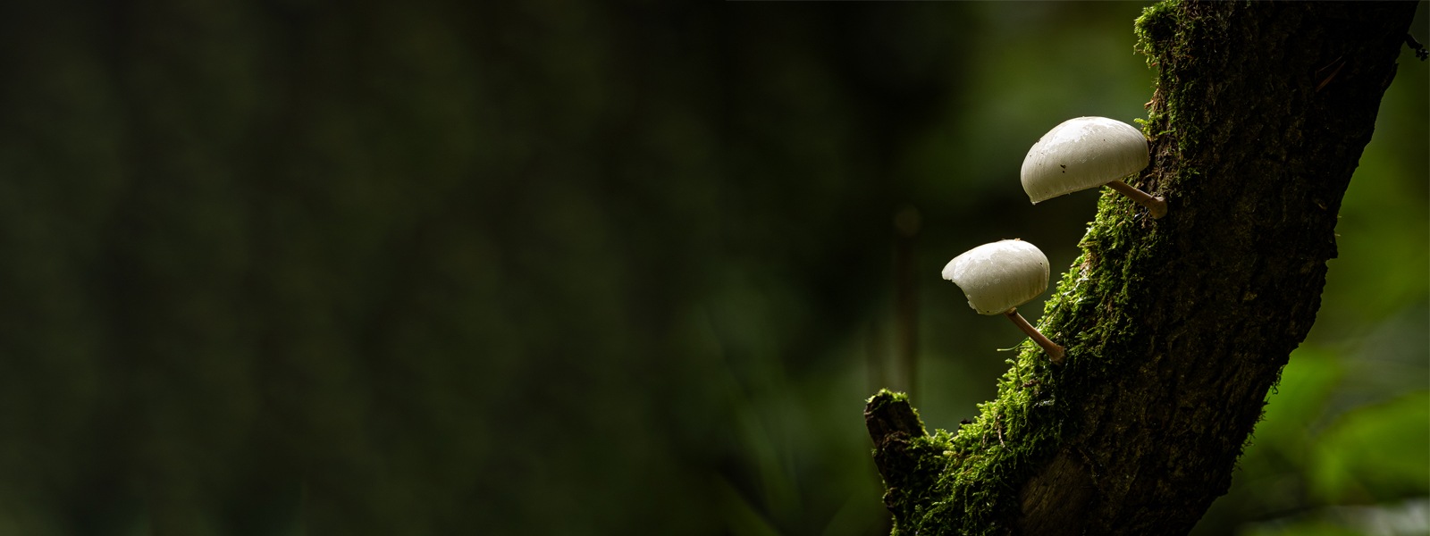 Two white mushrooms on a mossy tree branch, taken by Microsoft employee, Finnian Power.