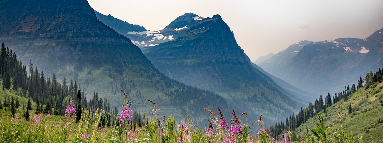 Mountainous landscape, with wildflowers in the foreground and misty, snow-covered peaks in the background.