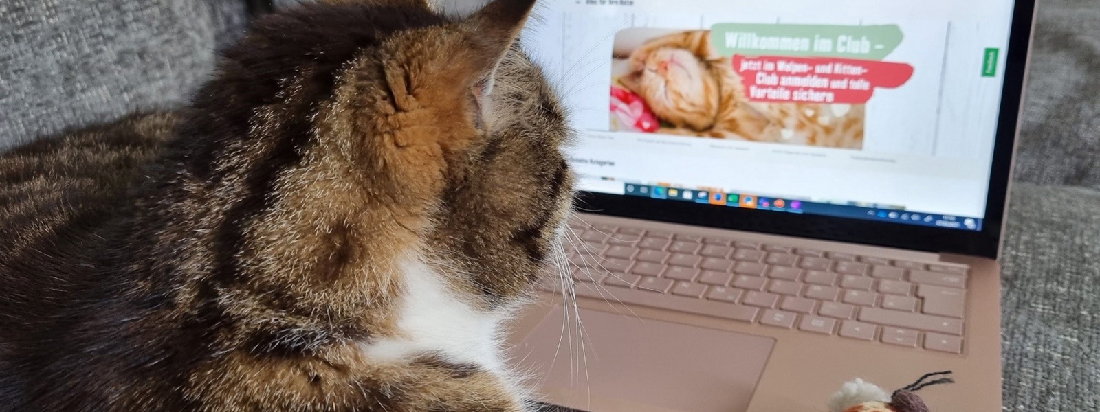 Das Bild zeigt eine Katze, die vor einem Laptop sitzt und die Homepage von Fressnapf zeigt.