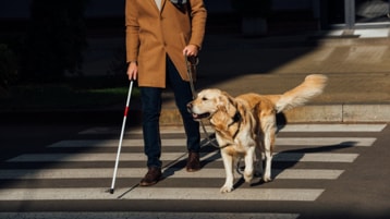Uma pessoa com uma bengala branca e um cão guia a atravessar a rua. 